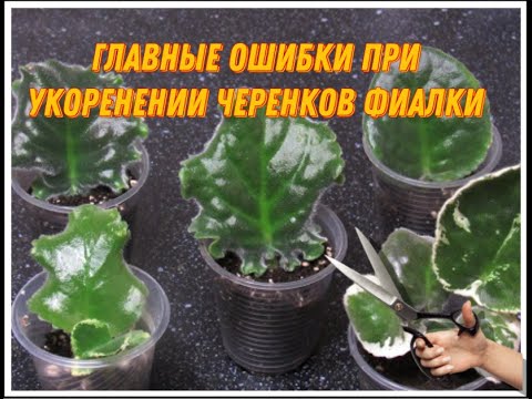 Видео: ОШИБКИ ПРИ УКОРЕНЕНИИ ФИАЛКИ. САМОЕ ВАЖНОЕ.