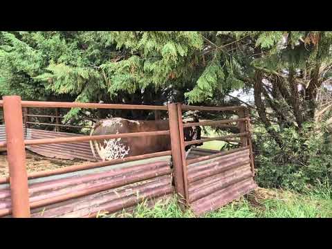 Видео: Тайна крошечного теленка разгадана