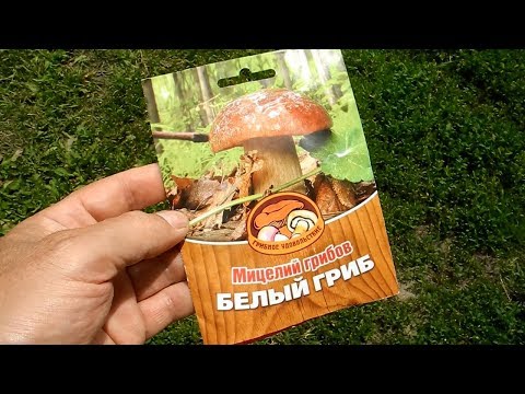 Видео: Мицелий белых грибов,и смотрите что будет