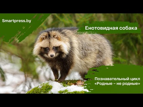 Видео: Ест все, что видит, и любит спать с барсуком: кто такая енотовидная собака