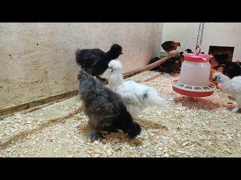 Видео: Пора отдыхать 🤔