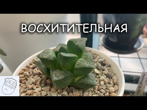 Видео: Прекрасная хавортия ретуза. Удивительный суккулент
