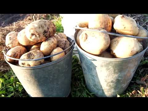 Видео: Тонна картофеля под сеном ; миф или реальность