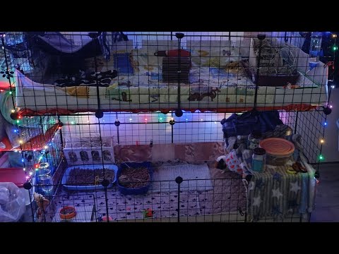Видео: Двухэтажный вольер для морских свинок. Краткий обзор.