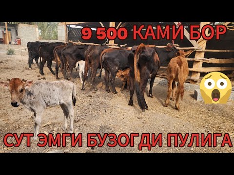 Видео: МАРХАМАТАН АРЗОНЧИ АКА ТОПЛДИ БУНАКАСИ БУЛМАГАН 9 500 КАМИ БОР БУГОЗЛАР 