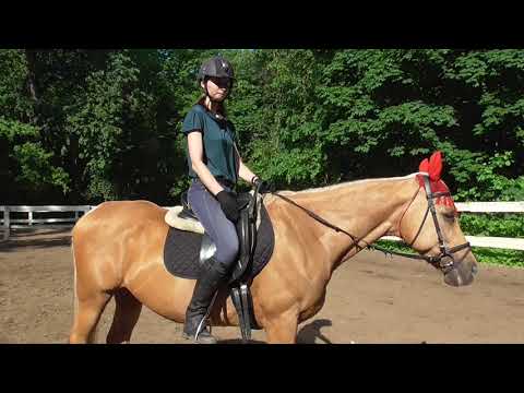 Видео: Как ездить строевой рысью. Начинающие всадники: как поймать ритм на рыси.