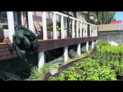 Видео: Все заставила гортензией. Обзор черенка.