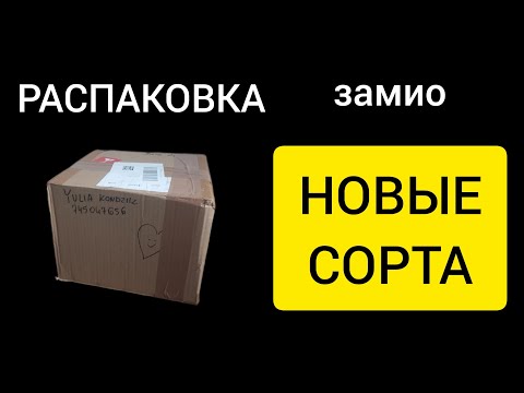 Видео:  Новые СОРТА  замиокулькаса | Распаковка посылки 