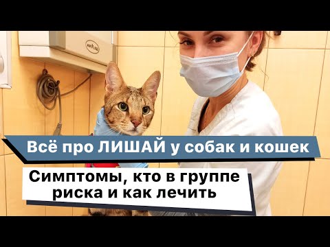 Видео: Всё про лишай у собак и кошек. Как и чем лечить стригущий лишай