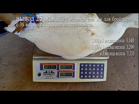 Видео: мускусные утята орвия возраст ЧЕТЫРЕ месяца взвешивание