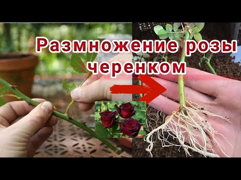 Видео: Размножение розы черенком.