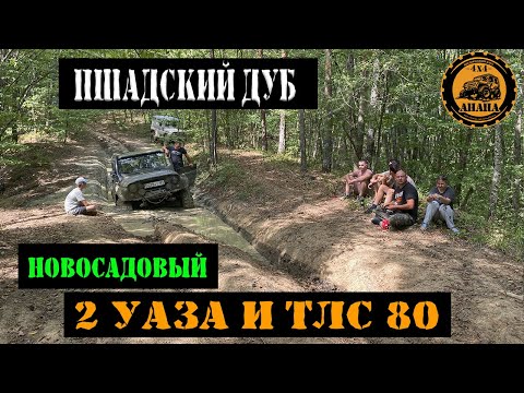 Видео: НОВОСАДОВЫЙ   ПШАДСКИЙ ДУБ ЧАСТЬ 1