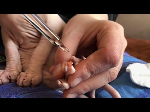 Видео: Как подстричь когти котёнку😻 в домашних условиях. Задели сосудик🩸 не страшно!