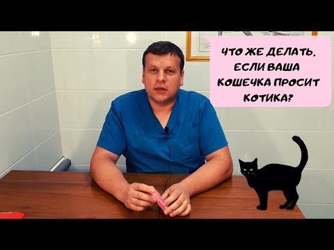 Видео: ЧТО ДЕЛАТЬ, ЕСЛИ КОШКА ПРОСИТ КОТА?