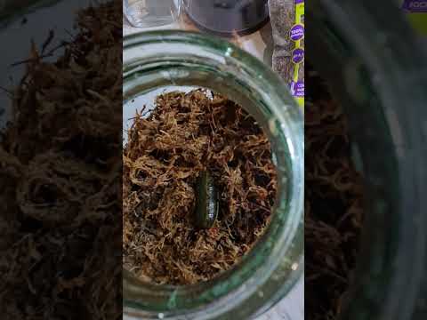 Видео: Часть 1. Размножение пиявки в домашних условиях.