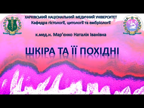 Видео: Шкіра та її похідні. Гістологія