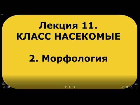 Видео: Зоология беспозвоночных. Лекция 11. Класс насекомые. 2. Морфология