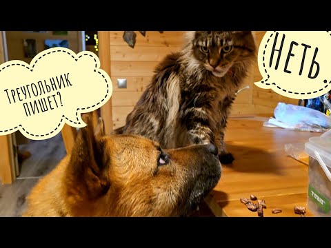 Видео: Кладём хрустелки в хрустелкоприёмник Пса Кубика. Утром нас снова навестил лось Степан