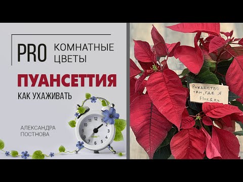 Видео: Пуансеттия - рождественская звезда. Почему ее так называют? Как правильно ухаживать за пуансеттией.