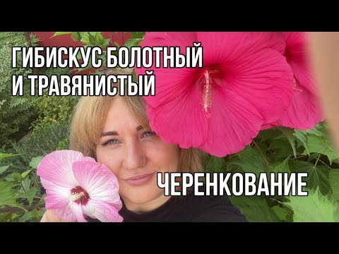 Видео: Гибискус болотный и травянистый черенкование