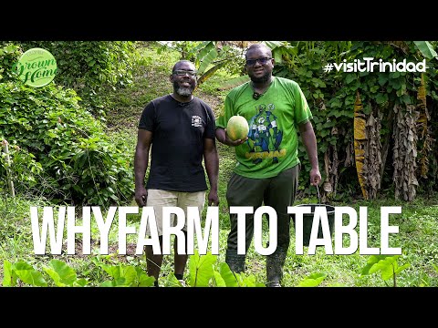Видео: Опыт WhyFarm To Table: сбор урожая и приготовление пищи на открытом воздухе в Сипарии, Тринидад @...