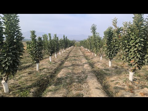 Видео: Куз мезгилинде бактарда эмне кылуу шарт 