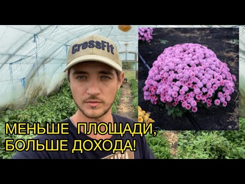 Видео: Рассказываю как заработать в 10 раз больше с одного куста хризантемы!