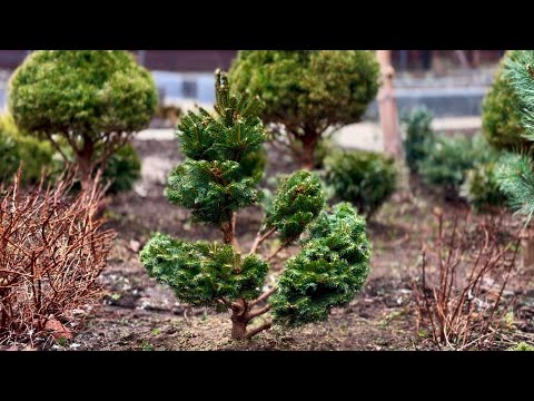 Видео: ЕЛЬ ОБЫКНОВЕННАЯ “PYGMAEA”: СЕМЕЙСТВО СТРИЖЕННЫХ РАСТЕТ! ПОЧЕМУ СТРИЖКИ ПОХОЖИ? ВОПРОС-ОТВЕТ!