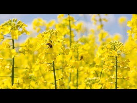 Видео: «ДЕБЮТ отечественного гибрида рапса и другие масличные капустные культуры селекции ВНИИМК»