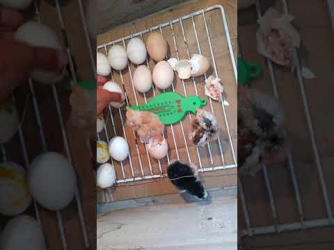 Видео: Қолдан жасалған инкубатор балапан ашып шығарды
