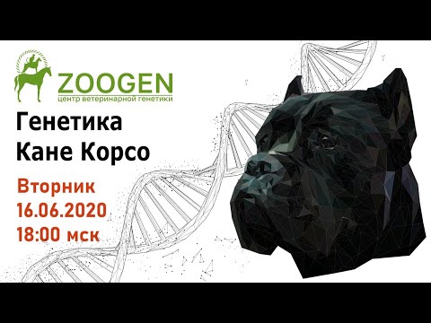 Видео: Генетика Кане Корсо