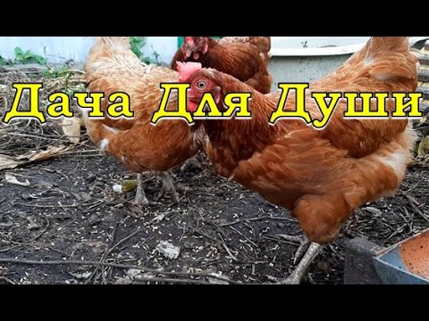 Видео: ЧТО нужно ЗНАТЬ, прежде чем завести кур🐔🐔🐔