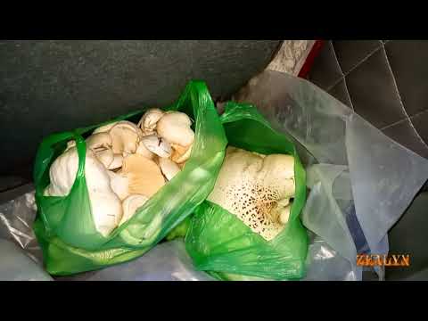 Видео: Вот это  грибы....