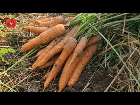 Видео: Многие ошибаются! Когда пора выдергивать морковь из земли??
