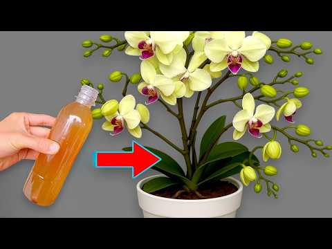 Видео: 🌸Всего 1 флакон! Множество орхидейных веток чудесным образом разрастаются, добавляя 500 цветов.