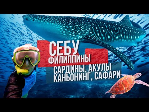 Видео: Себу Филиппины: сардины, акулы, каньонинг и сафари