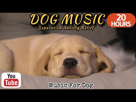 Видео: 20 часов любимой музыки собак🐶💖Музыка для сна собак 🐶🎵 Музыка для снятия беспокойства при разлуке🎵