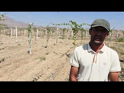 Видео: Навигарӣ дар соҳаи Токпарварии Тоҷикистон.