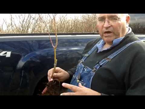 Видео: Действительно красивые японские клёны — экспресс-курс по прививке и окулировке