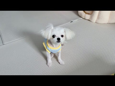 Видео: Я продолжал смеяться над первым красивым щенком.Л.