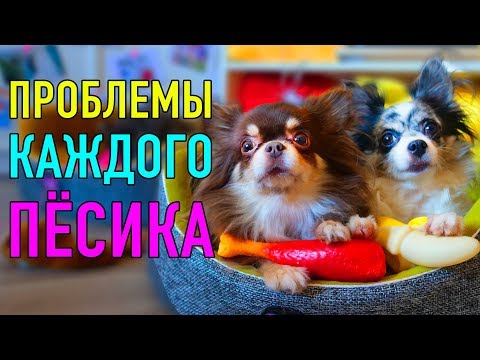 Видео: ПРОБЛЕМЫ КАЖДОГО ПЁСИКА | ПАРОДИЯ Magic Pets