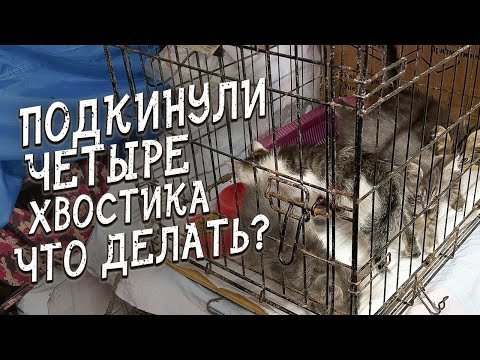 Видео: Спасение животных / Подбросили котят / Пытались не спалиться