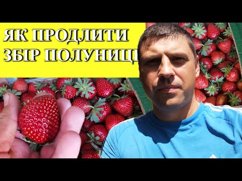 Видео: Збір полуниці 2024 продовжується. Мальвіна.