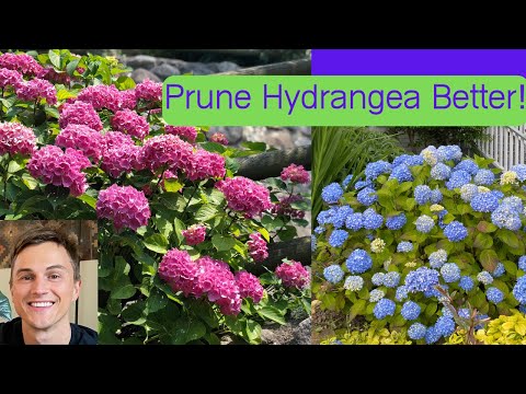 Видео: Как обрезать крупнолистную гортензию для максимального цветения (Hydrangea macrophylla)