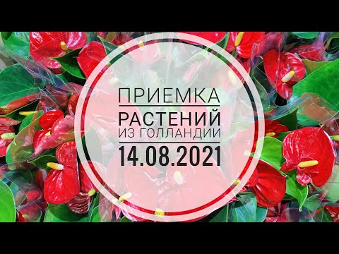 Видео: Приемка растений из Голландии 14.08.2021 Антуриум Микра, Динамит Ред, Блек Бьюти,  Хотлипс, Дарк Ред