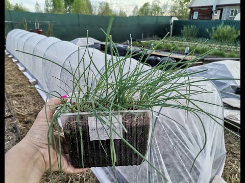 Видео: Высадка рассады крупноплодного салатного лука Эксибишен и Глобо в тоннель и с защитой от медведки