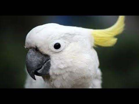 Видео: 🦜 ЭТОТ ДЕНЬ Я ЗАПОМНЮ НАВСЕГДА!