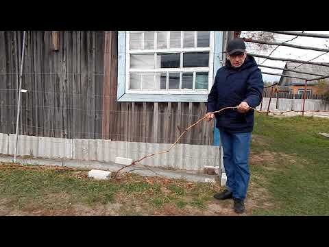 Видео: Формируем виноград на арку.( Преображение). Северные регионы.