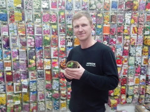 Видео: Грунт на котором не вытягивается рассада