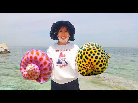 Видео: Жемчужные морские улитки вблизи экватора слишком велики и многочисленны.